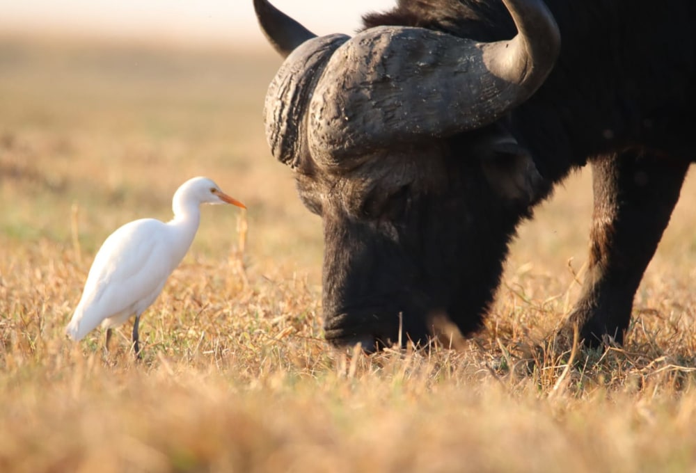 Badende Elefanten im Chobe Nationalpark